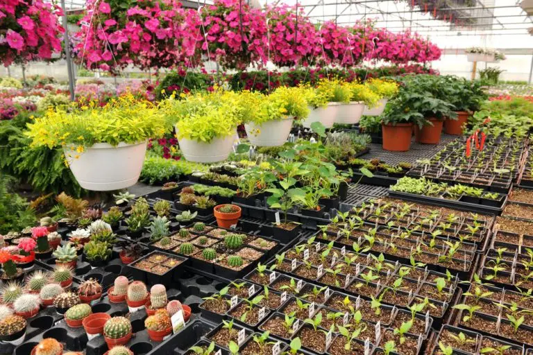Pepiniere jardin Casabalanca