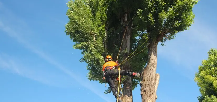 Société de jardinageet Cristallisation du marbre à Casablanca